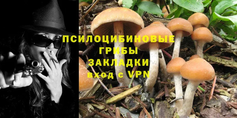 Псилоцибиновые грибы Psilocybine cubensis  цены   Новошахтинск 